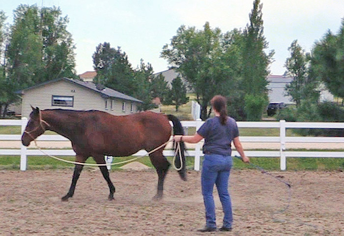 How To Lunge Your Horse