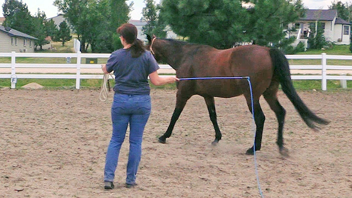 How To Lunge Your Horse