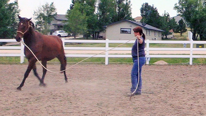How To Lunge Your Horse
