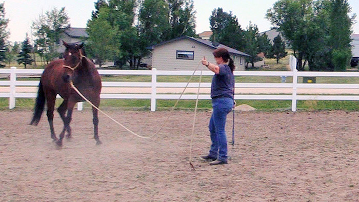 How To Lunge Your Horse