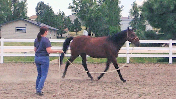 How To Lunge Your Horse