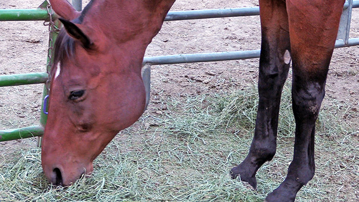 Equi-Spa Peppermint Summer Protection Spray