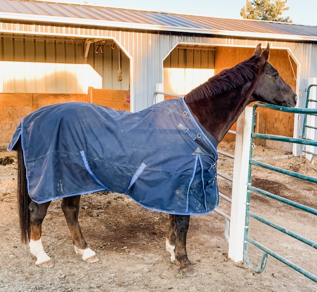 5 Benefits of Blanketing Your Horse