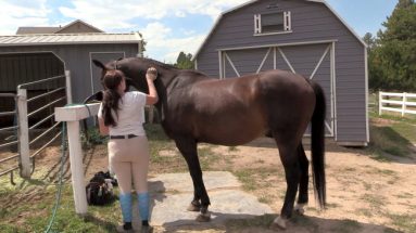 Horse Liniment – Just In Time For November!