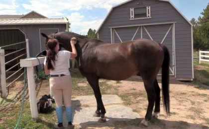 Horse Liniment – Just In Time For November!