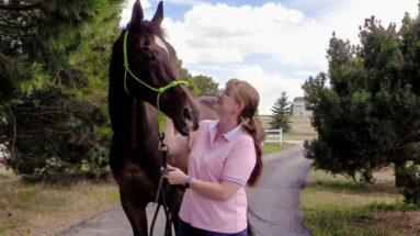 Come Meet My Horses