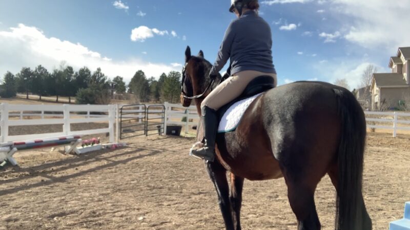 Changing Disciplines -Finding Affordable Horse Tack