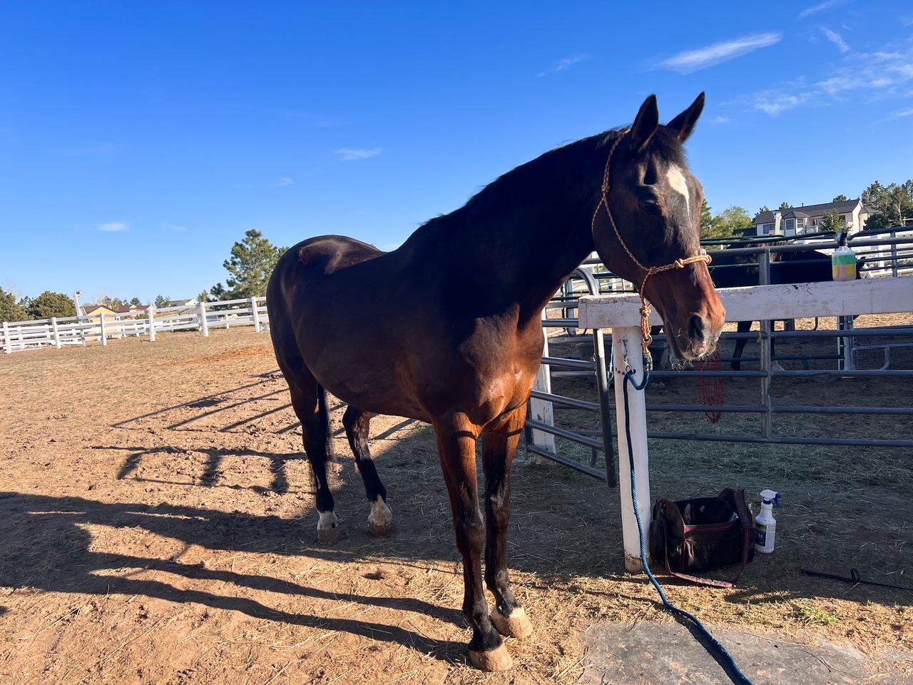 Riding Warehouse Memorial Day Sale Budget Equestrian