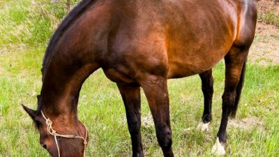 Making The Most of Your Time With Your Horse