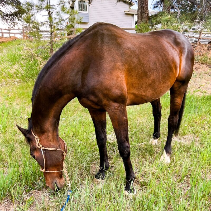 How To Make Horse Jump Rails - Budget Equestrian