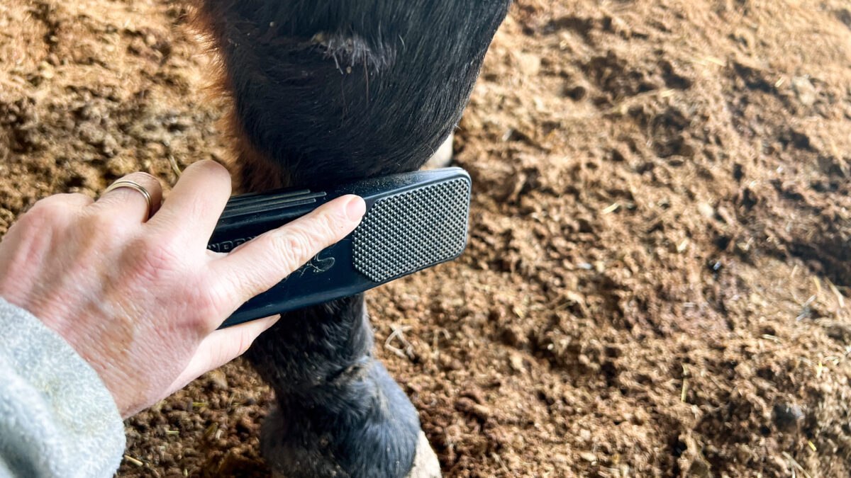 The Latest and Greatest Shedding Tools for Horses in 2023!