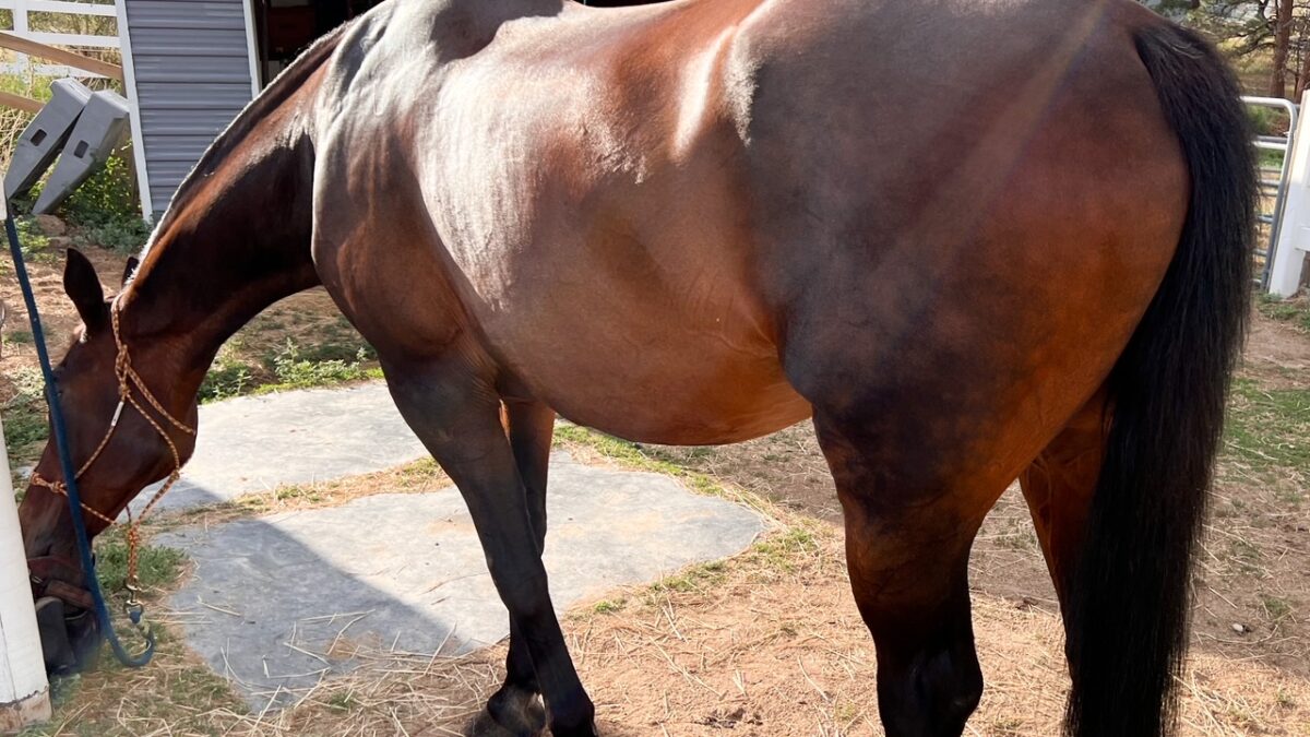 Bringing back the YouTube channel Budget Equestrian