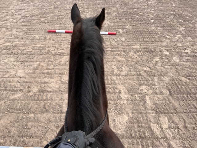 The Budget Equestrian is coming back!