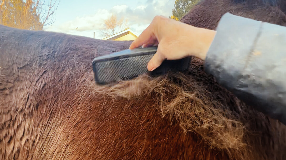 horse shedding tools