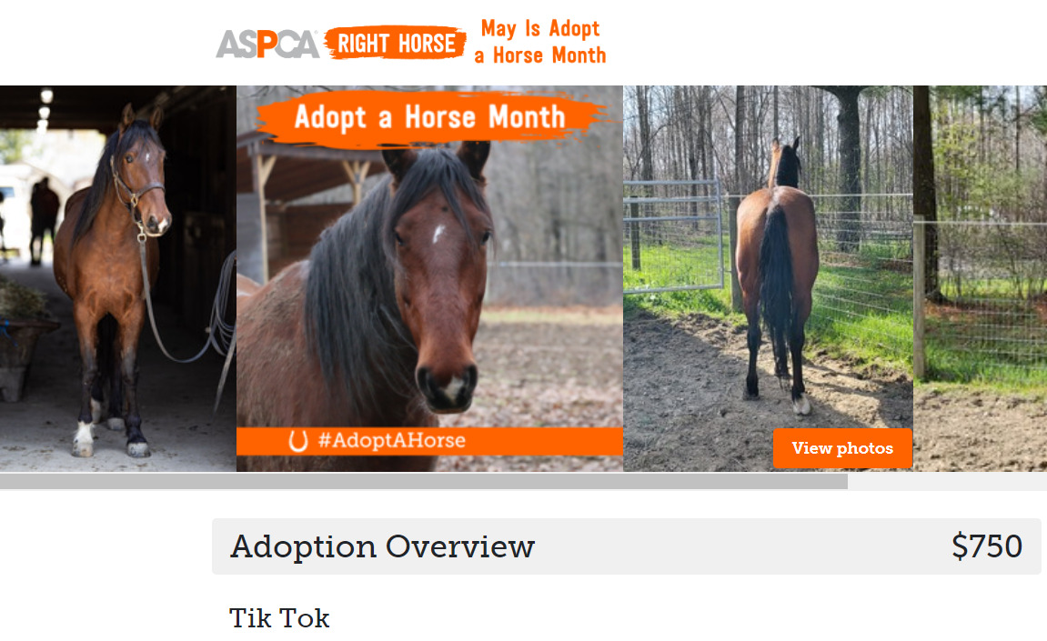 The Search Begins How to Find Horses for Sale Budget Equestrian