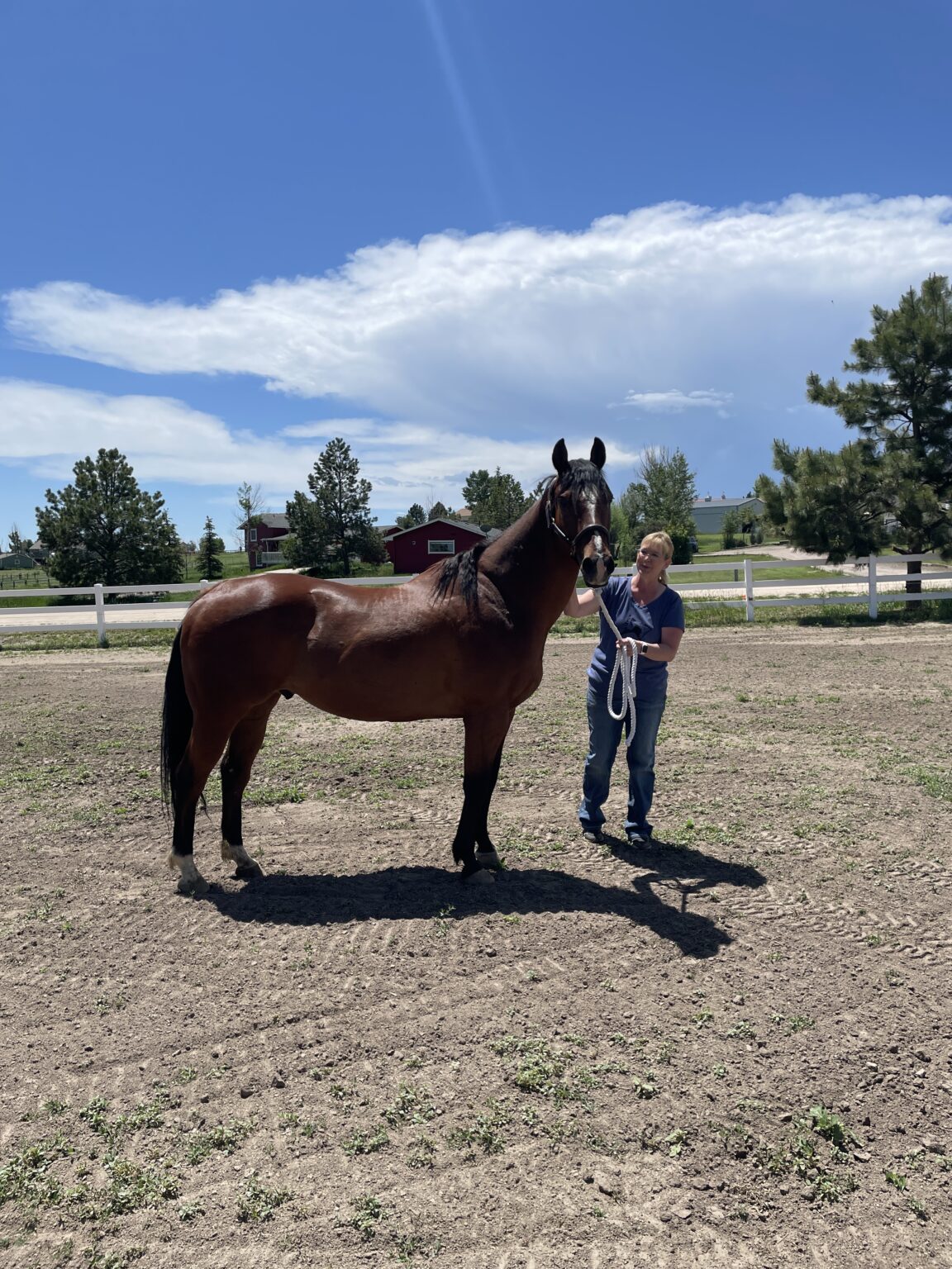 Painting Horse Jump Rails - Budget Equestrian