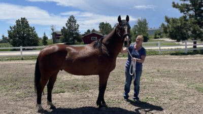 A Deep Dive into Working with Two Horses for a Month