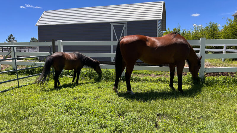 A Deep Dive into Working with Two Horses for a Month