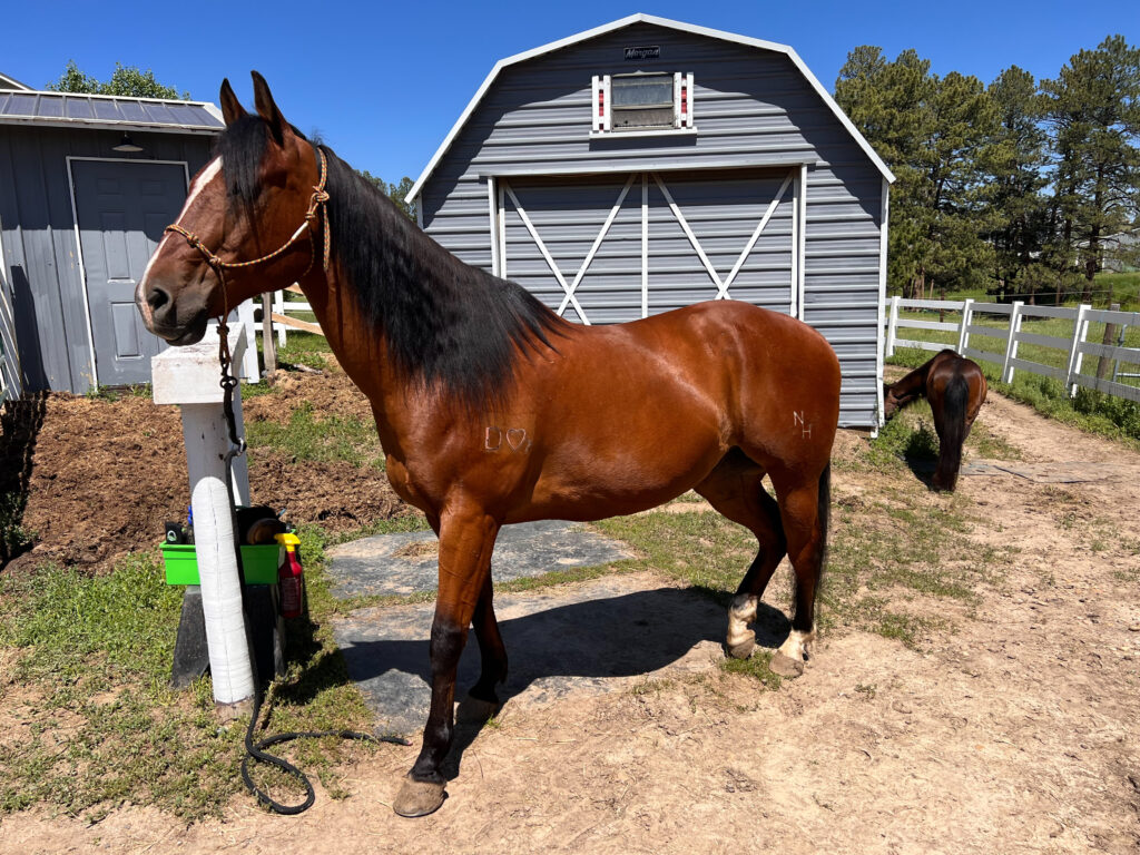 A Deep Dive into Working with Two Horses for a Month