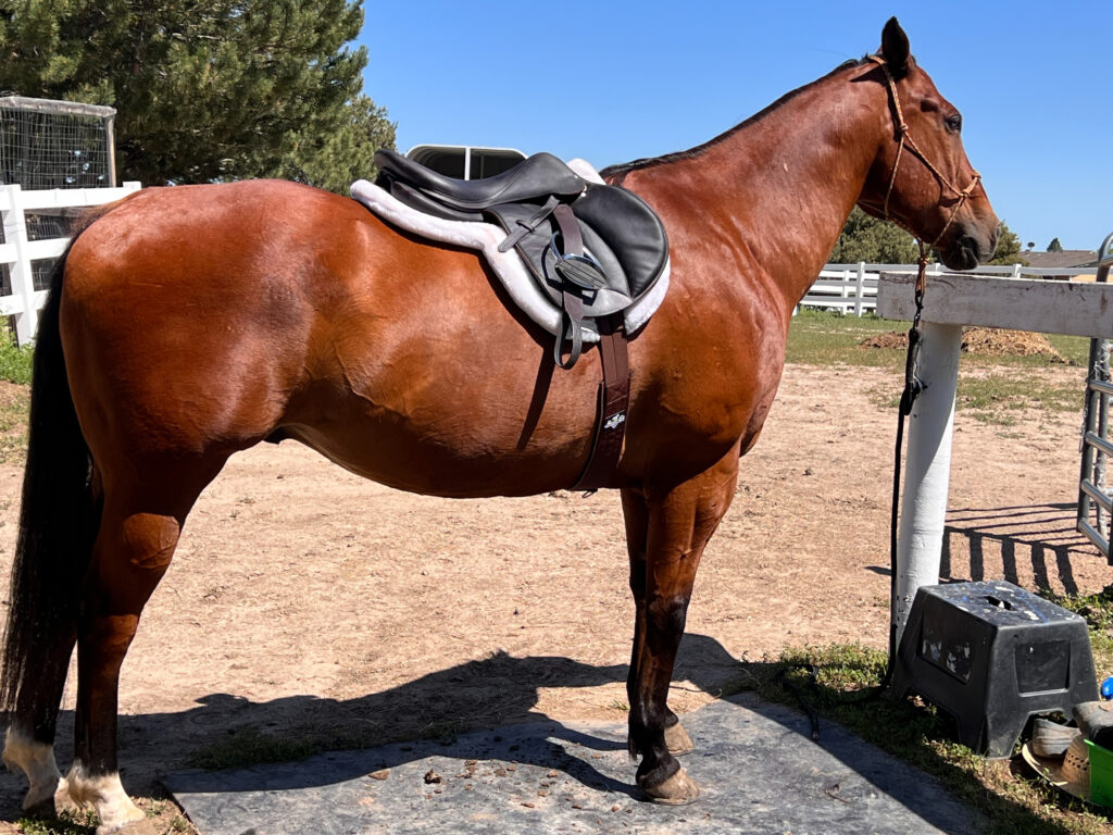 Tacking up Timon