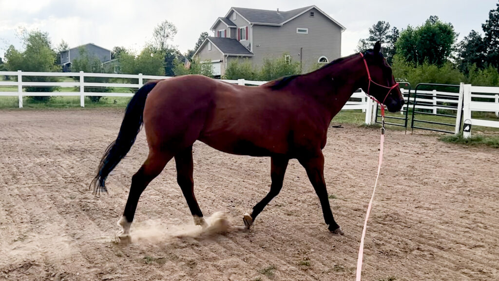 lunging your horse