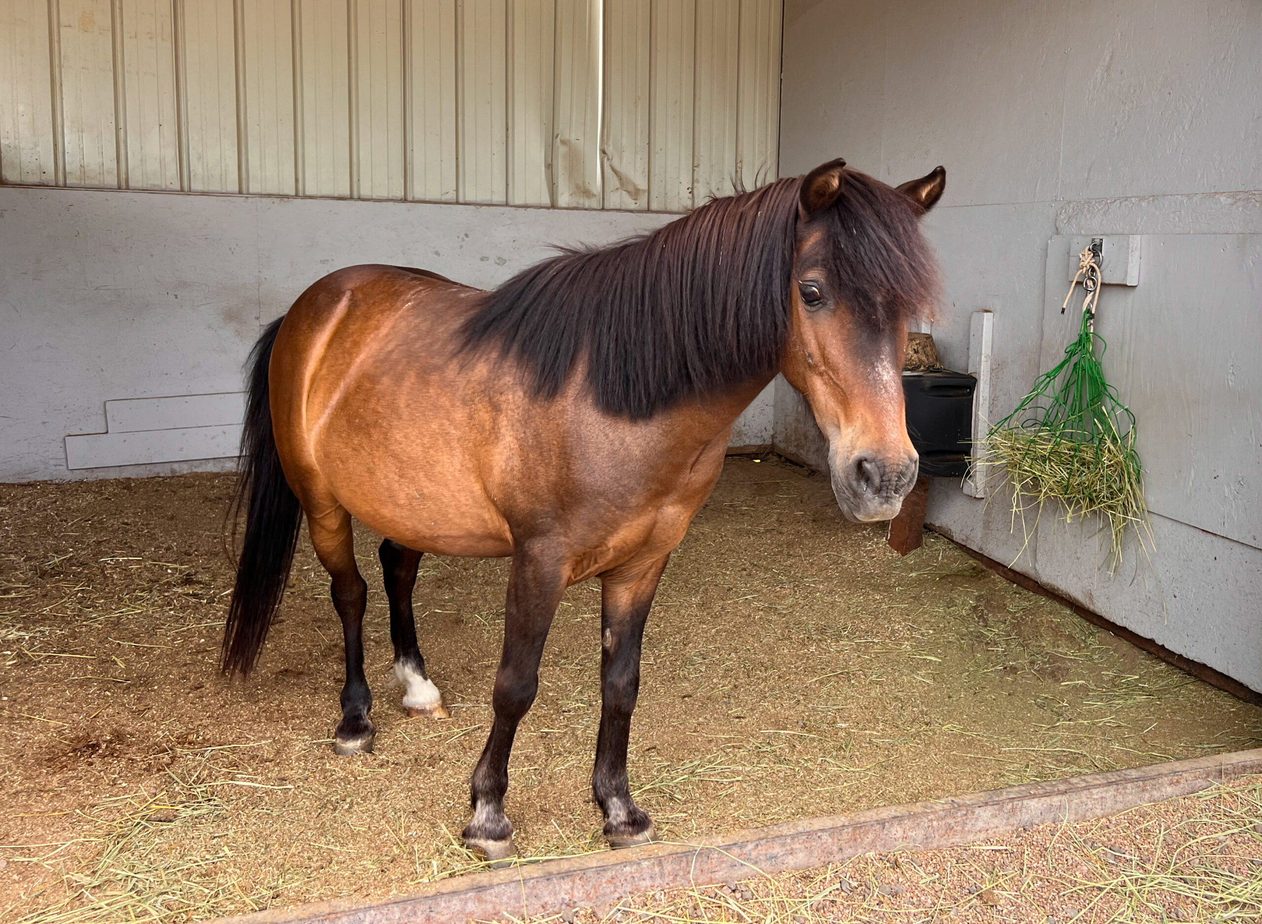 equestrian journaling photo of the day