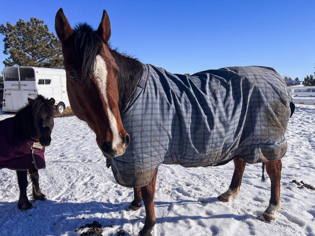 horses in the wintertime at home