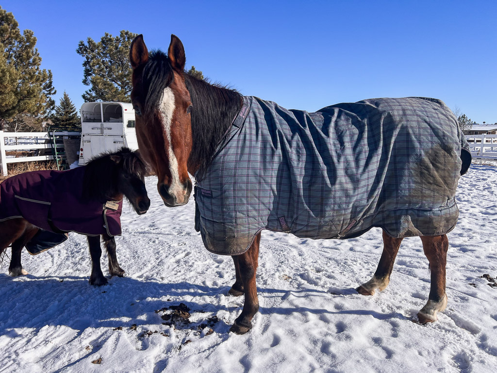 Setting Equestrian goals and journaling