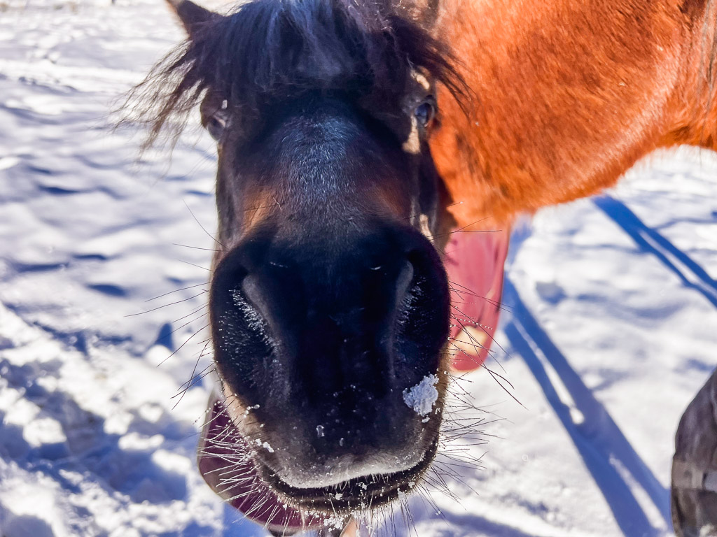 ponies can learn dressage too