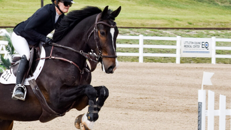 Welcome to the Horse Show