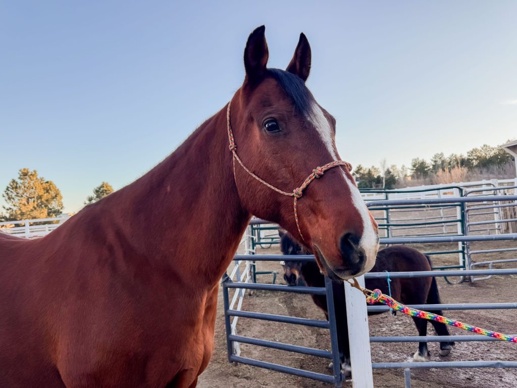 how to groom a horse