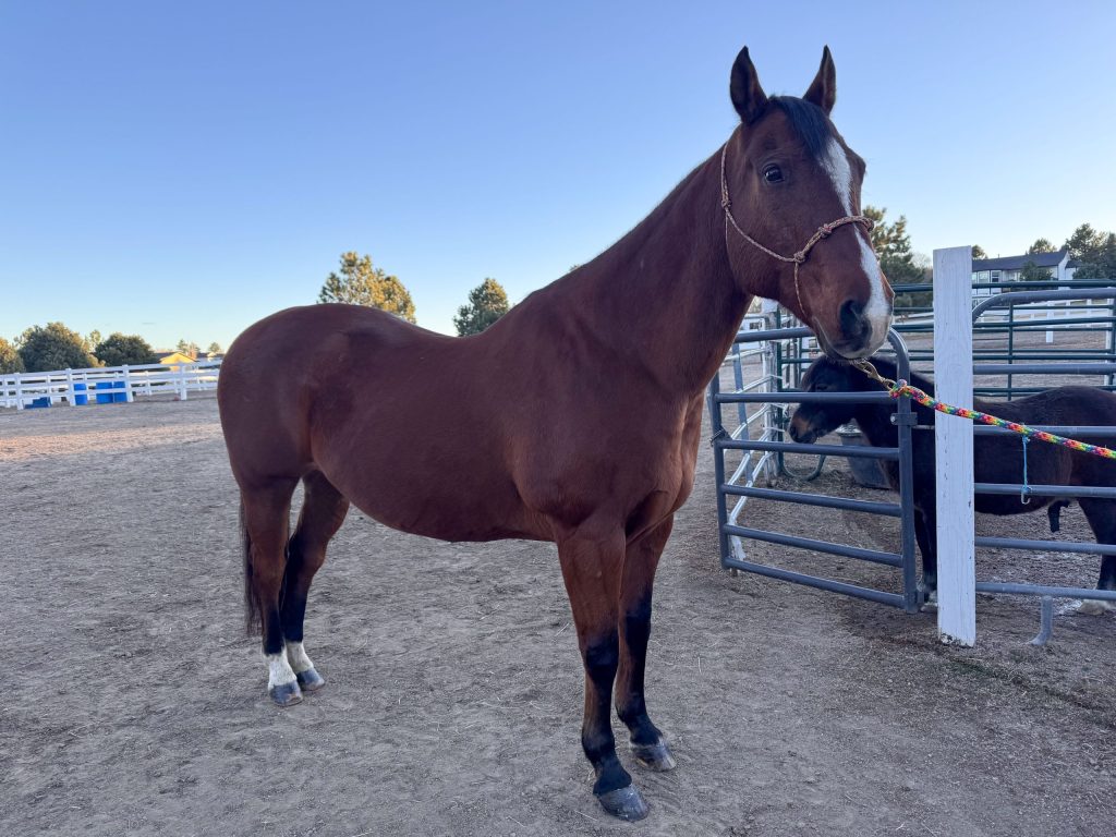 horse grooming how to