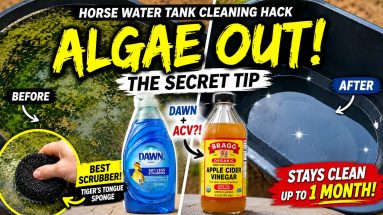 How to keep your horse's water tank clean and algae free