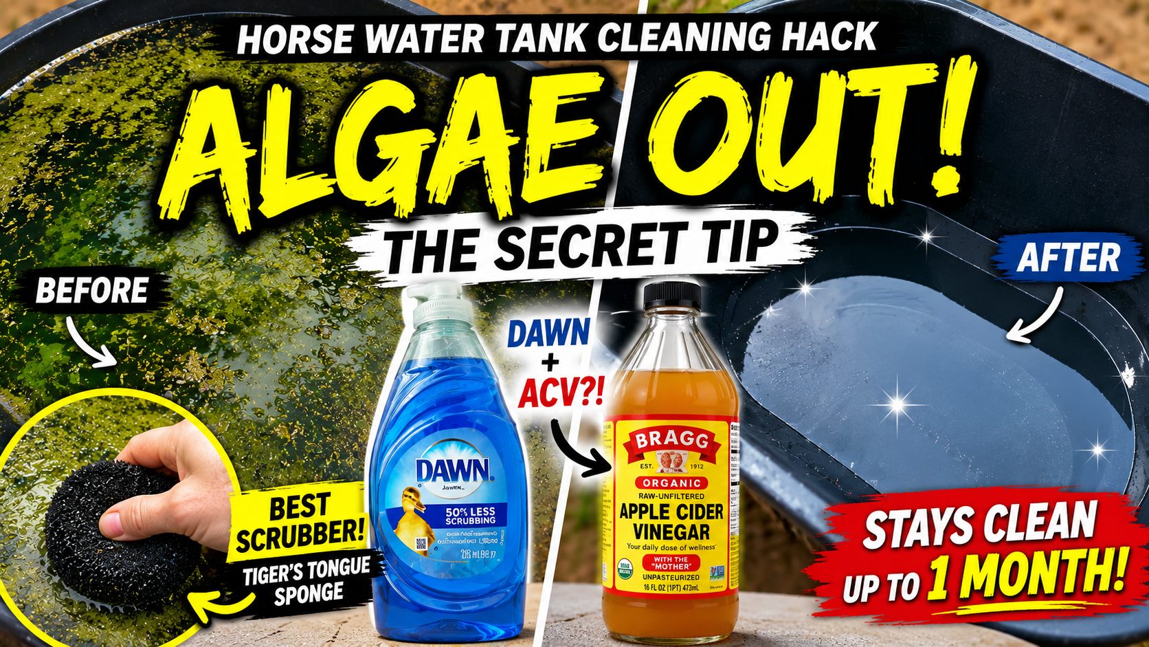 How to Clean Horse Water Tanks Naturally: My Simple Trick for Removing Algae