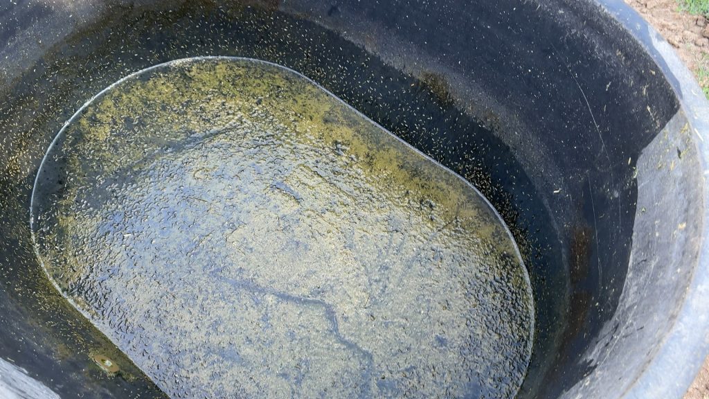 How to clean a horse water tank