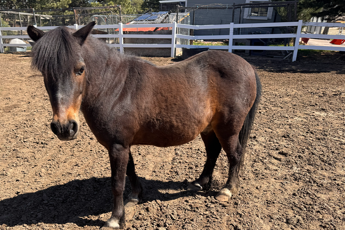 a small pony standing in a dirt lot