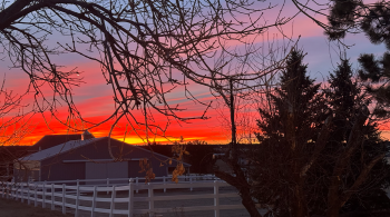 a bright sunrise over a horse barn with a leafless tree in the foreground