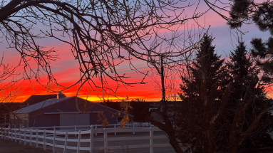 a bright sunrise over a horse barn with a leafless tree in the foreground
